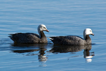 Emperor Goose